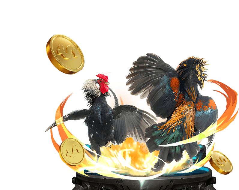 Hình ảnh cá cược đá gà